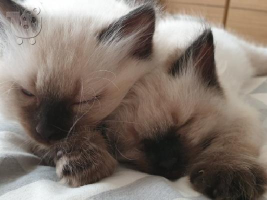 PoulaTo: Αξιολάτρευτο RAGDOLL KITTENS